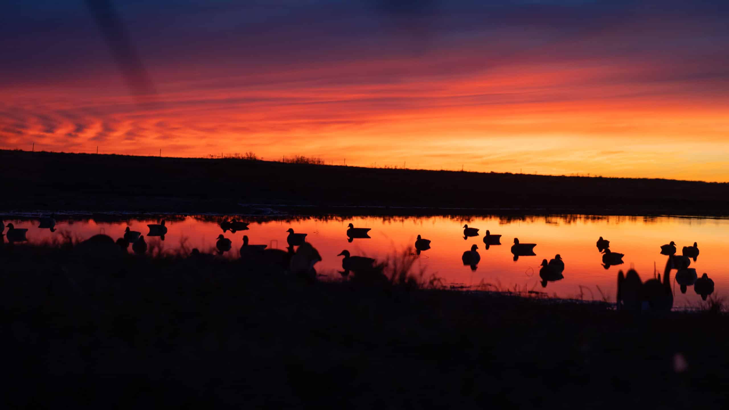 Ducks hunting decoys on the water at sunset